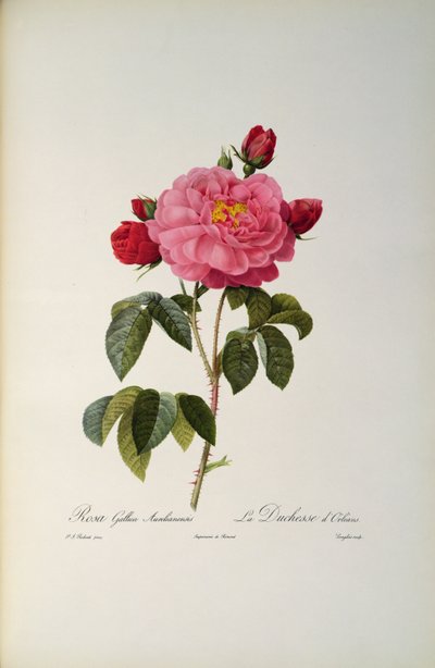 Rosa Gallica Aurelianensis ou la Duchesse d